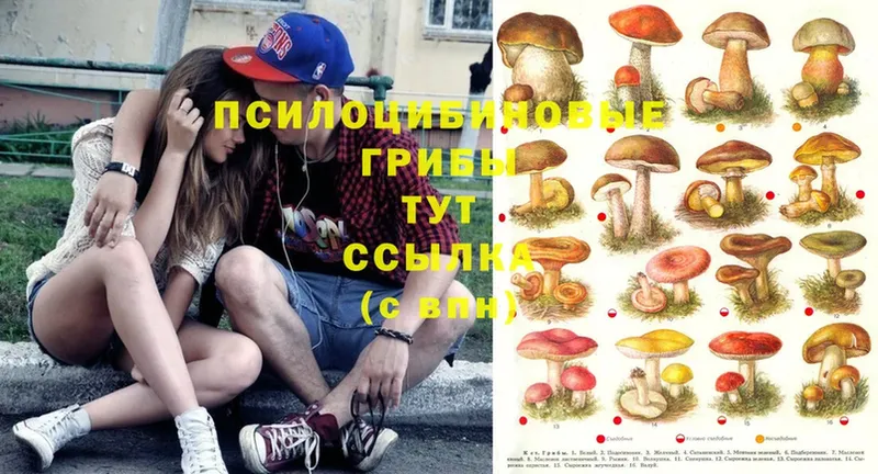 Псилоцибиновые грибы MAGIC MUSHROOMS  как найти   Богородицк 